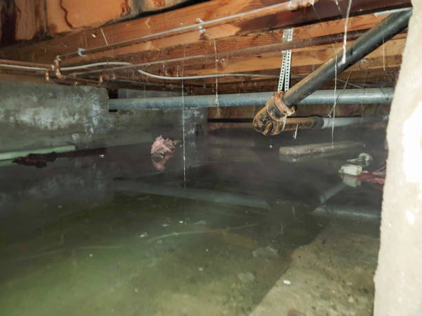 Best Flood restoration services  in Holland, TX